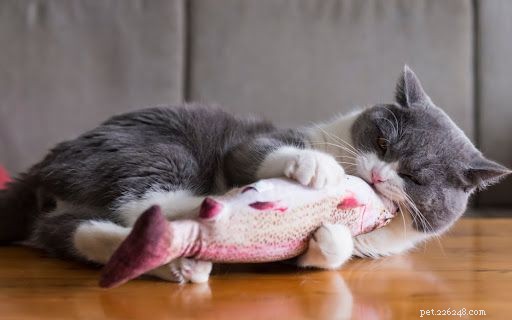 Hračky pro kočky:Proč je potřebujete a co získat