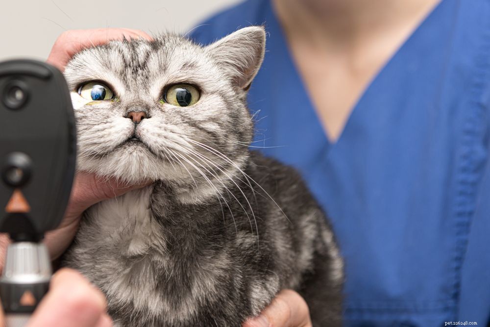 Co vědět o glaukomu u koček