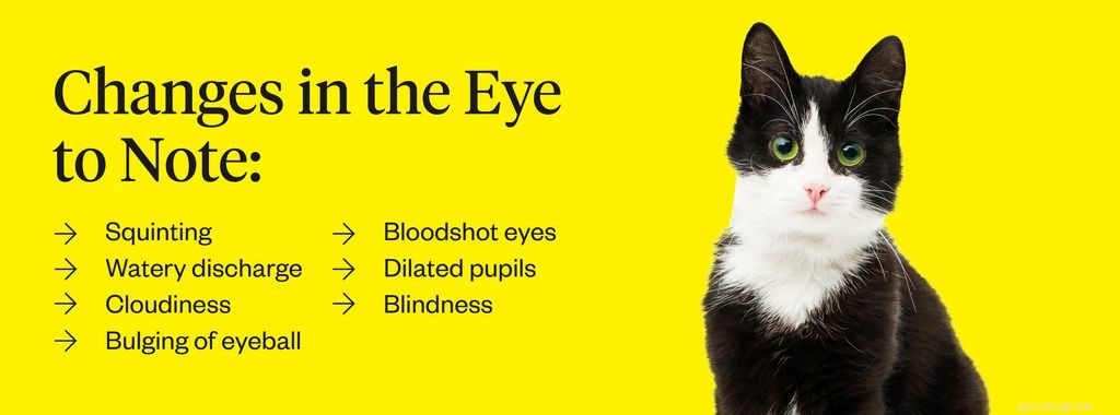 Wat u moet weten over glaucoom bij katten