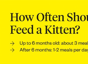子猫に餌をやる頻度 
