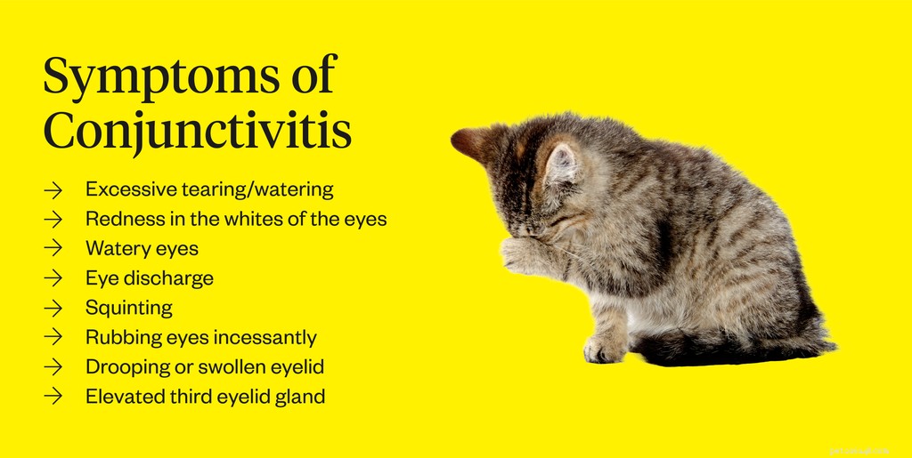 Conjuntivite em gatos:o que observar