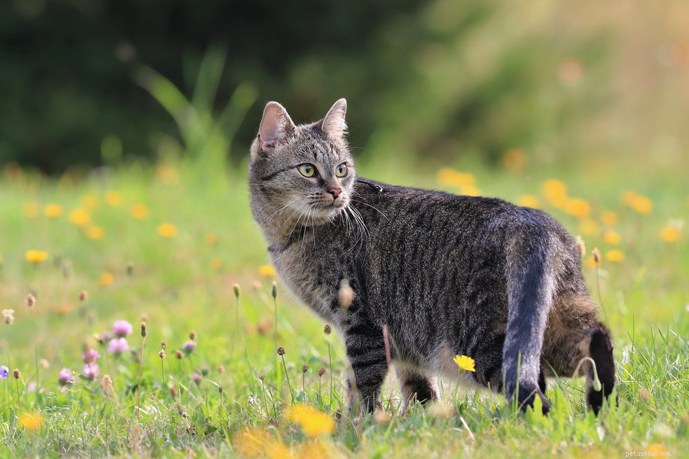 Inomhuskatter vs. utomhuskatter:Kan jag låta min katt vara ute?