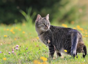 Inomhuskatter vs. utomhuskatter:Kan jag låta min katt vara ute?