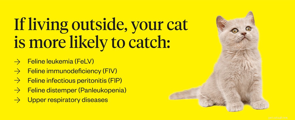 Gatos internos x externos:posso deixar meu gato sair?