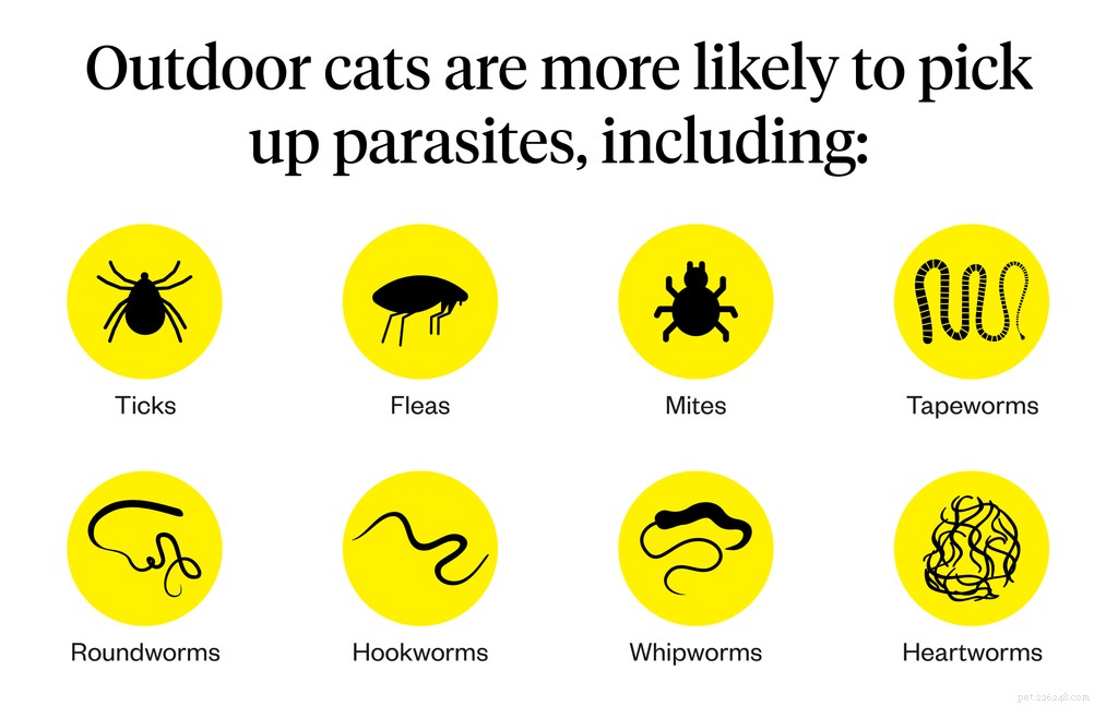 Gatti indoor e outdoor:posso far uscire il mio gatto?