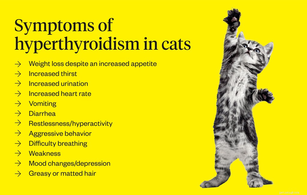Hyperthyreoïdie bij katten (overactieve schildklier bij katten)