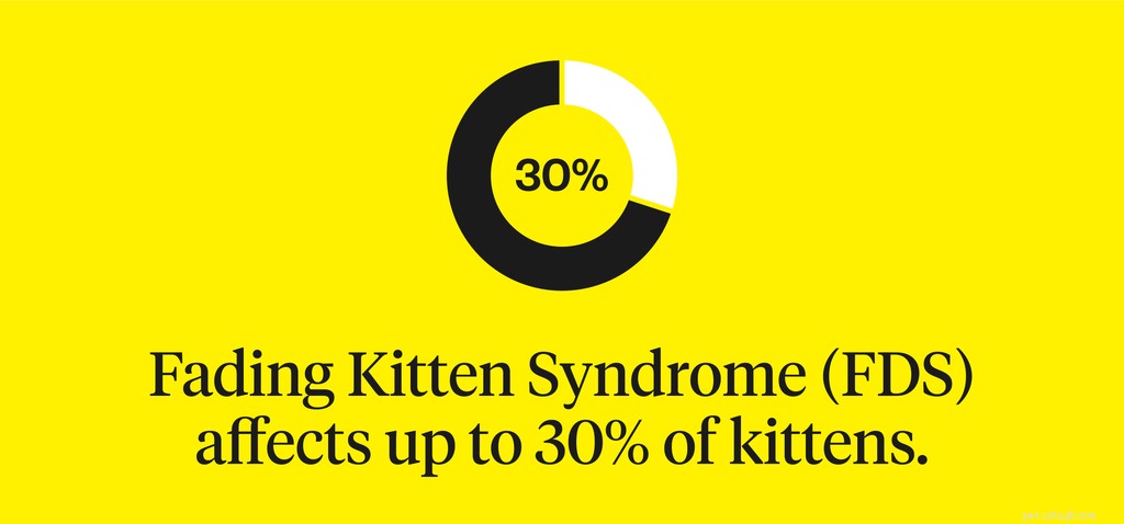 Fading Kitten Syndrome