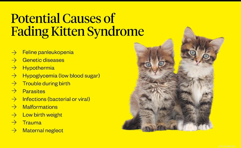 Sindrome del gattino sbiadito