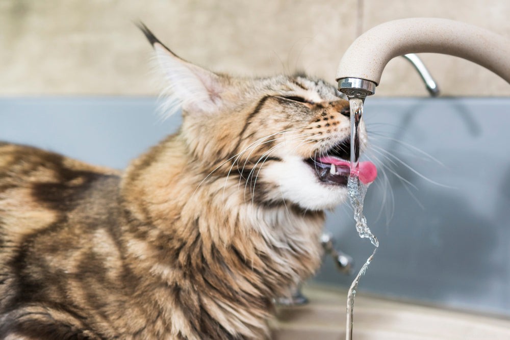 Dehydrering hos katter