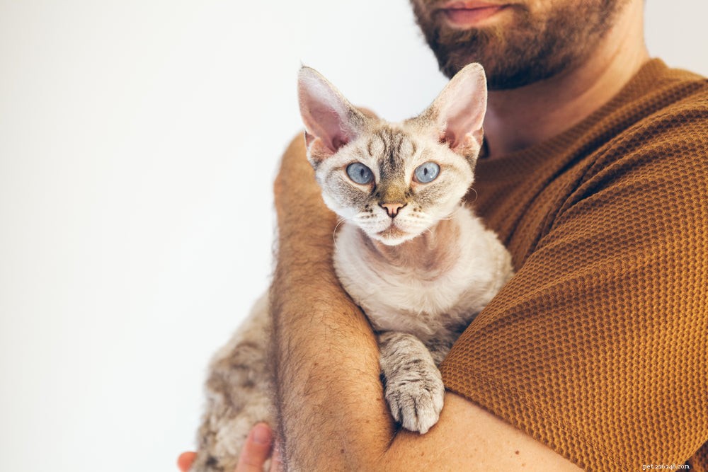 Selhání ledvin u kočky:příznaky, příčiny a léčba