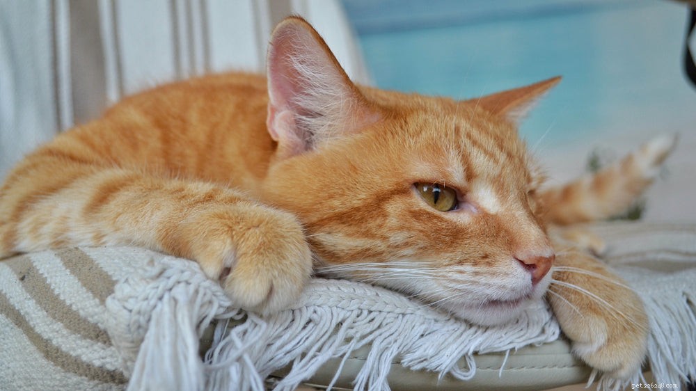 고양이 신부전:증상, 원인 및 치료