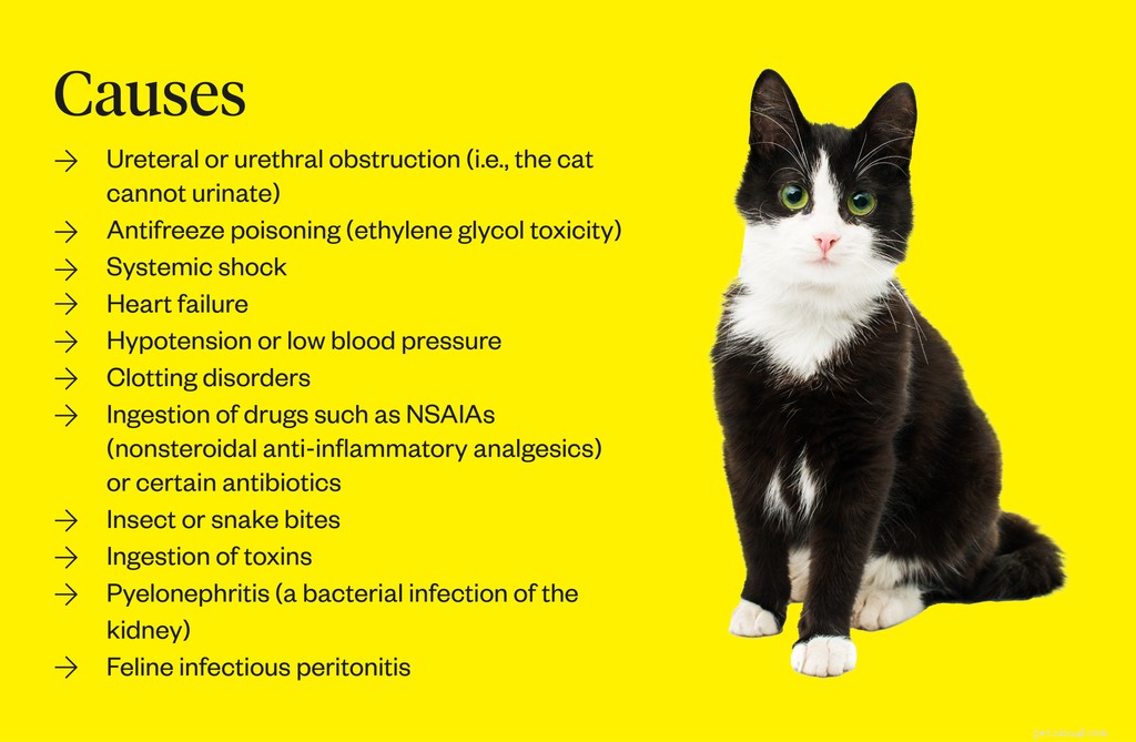 Почечная недостаточность у кошек:симптомы, причины и лечение