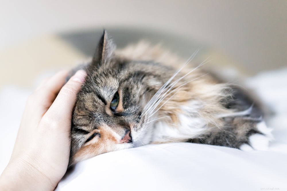 Njursvikt hos katt:symtom, orsaker och behandling