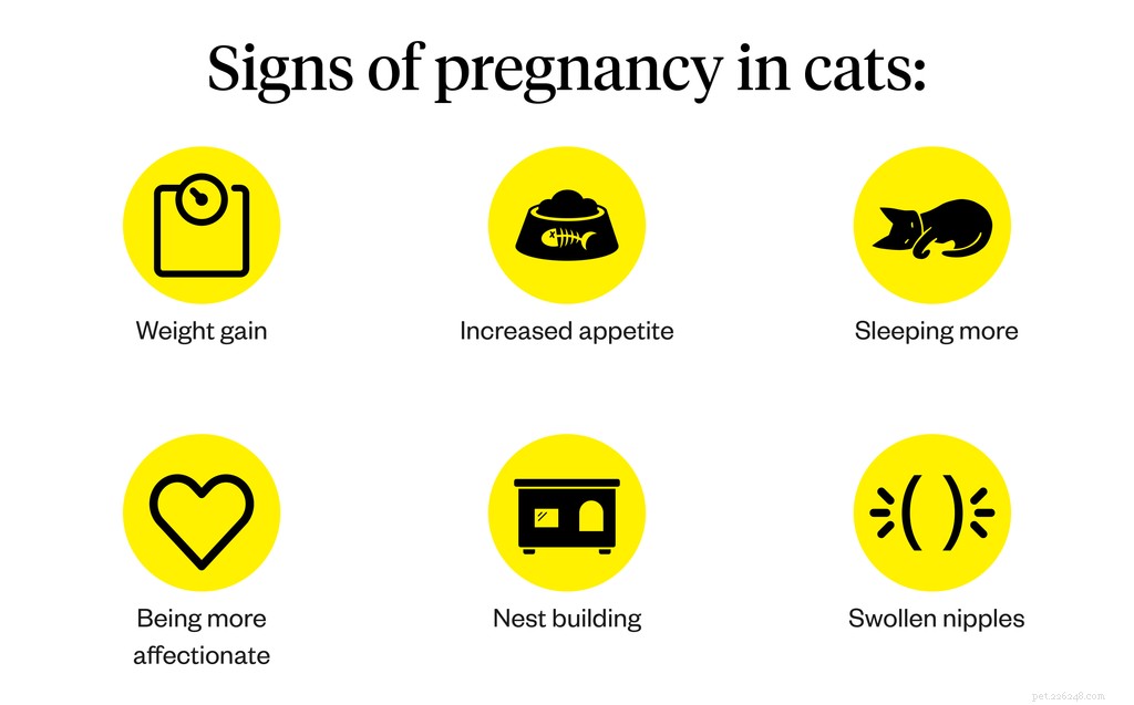 Hoe weet u of uw kat zwanger is