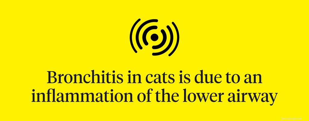 symptomen van bronchitis bij katten om op te letten