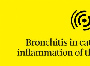 Symptômes de la bronchite du chat à surveiller