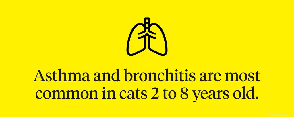 Příznaky bronchitidy u koček, které je třeba sledovat