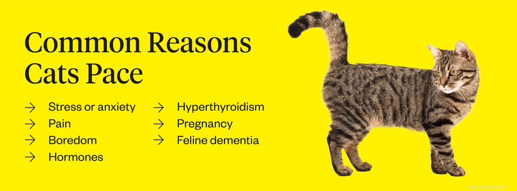 7 důvodů, proč vaše kočka šlape