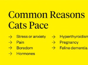 7 razões pelas quais seu gato está andando