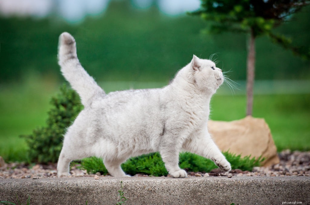 7 причин, по которым ваша кошка ходит взад-вперед