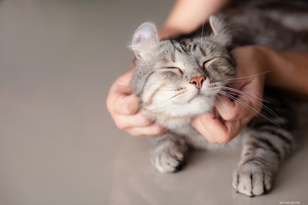 5 bästa ställena att klappa en katt på ett säkert sätt