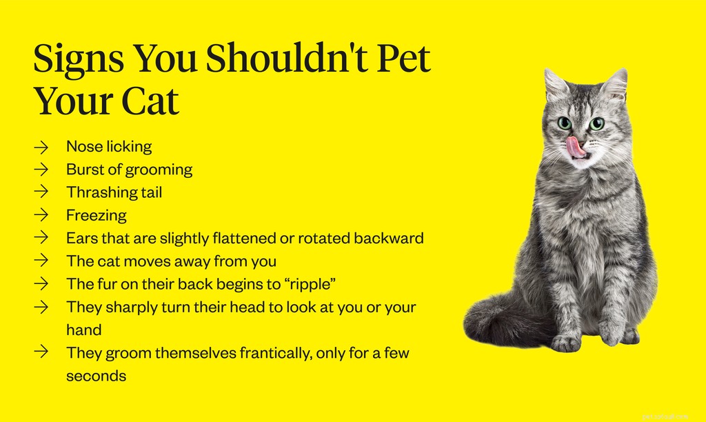 5 beste plaatsen om een ​​kat veilig te aaien