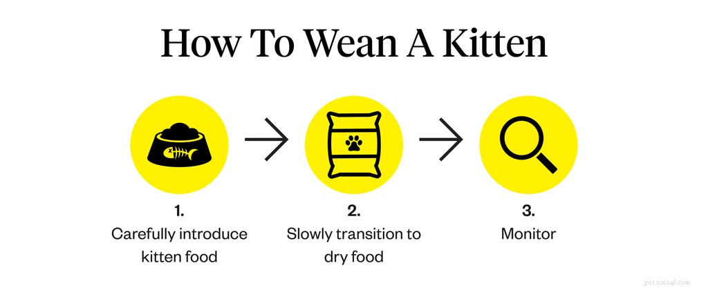Kittens spenen:wanneer en hoe ze te spenen