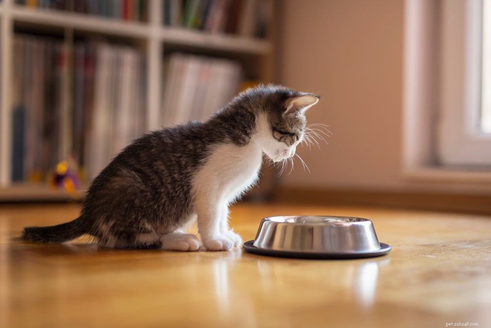 Avvänjning av kattungar:När och hur man avvänjar dem