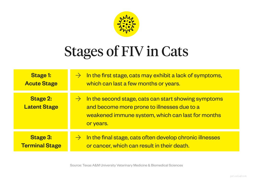 Vad är FIV hos katter?