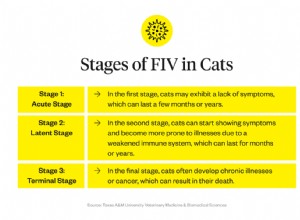 猫のFIVとは何ですか？ 