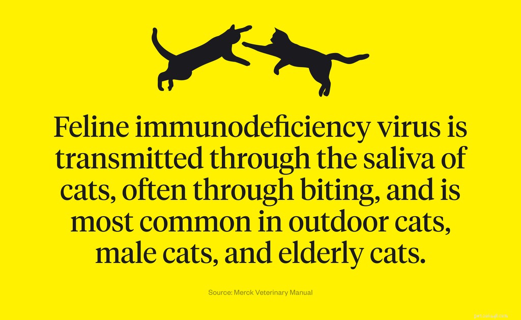 Wat is FIV bij katten?