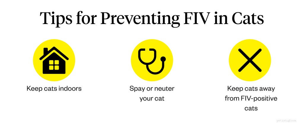 Vad är FIV hos katter?