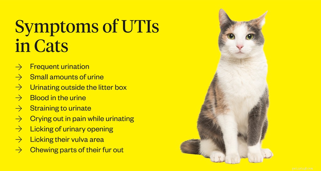 Katt UTI-symtom att se efter