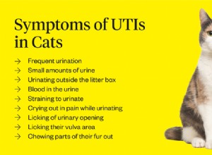 Katt UTI-symtom att se efter