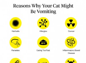 Por que meu gato está vomitando?