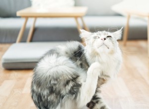 Что вызывает кожную сыпь у кошек?