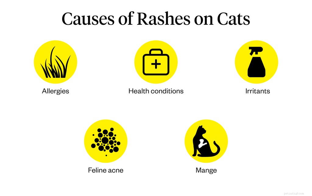 猫の皮膚の発疹の原因は何ですか？ 