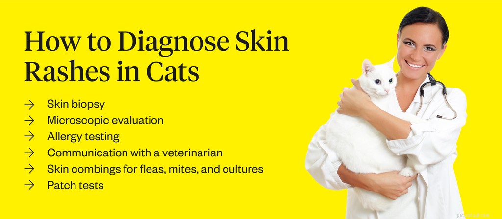 고양이 피부 발진의 원인은 무엇입니까?