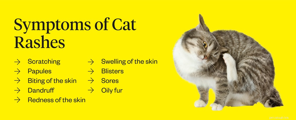 O que causa erupções cutâneas em gatos?