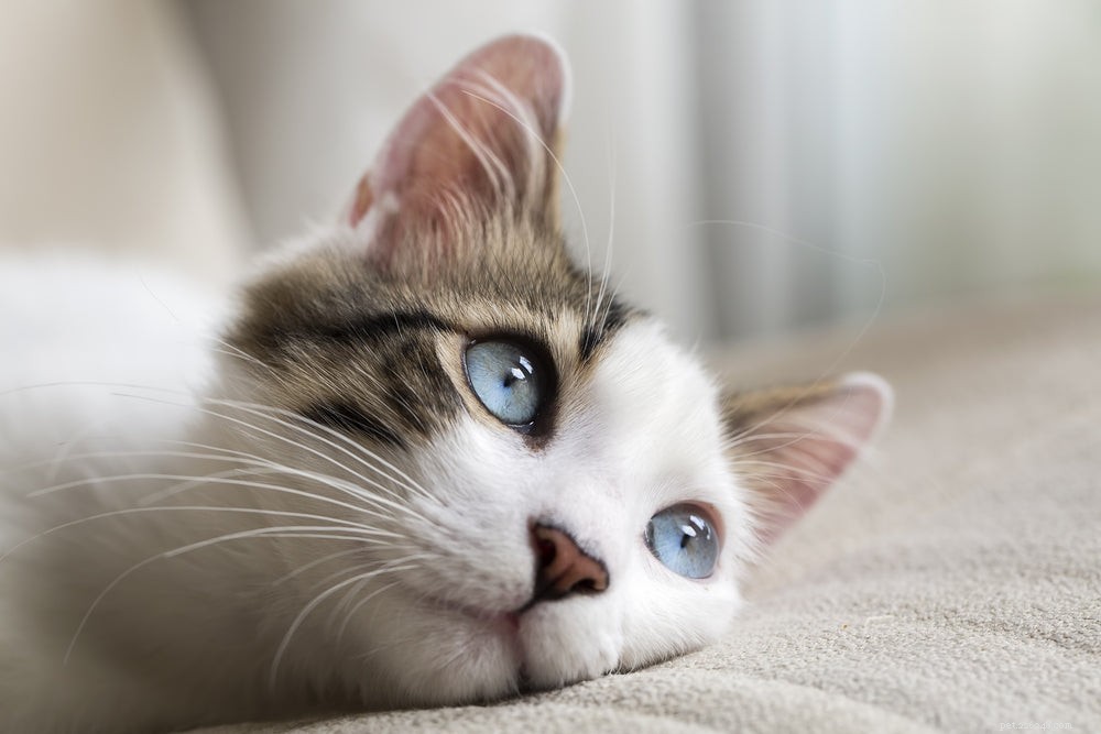 Meu olho de gato está vermelho:o que há de errado?