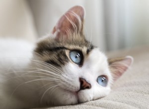 私の猫の目は赤です：何が問題なのですか？ 
