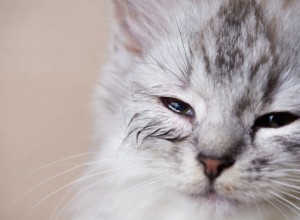 Infezioni agli occhi del gattino:cosa guardare