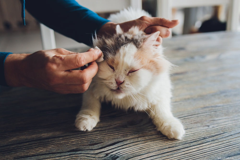 Инфекции глаз у котят:на что обращать внимание