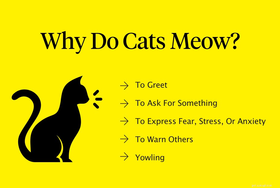 猫がニャーと鳴くのはなぜですか？ 