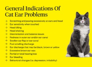 고양이 귀 문제:일반적인 원인 및 치료