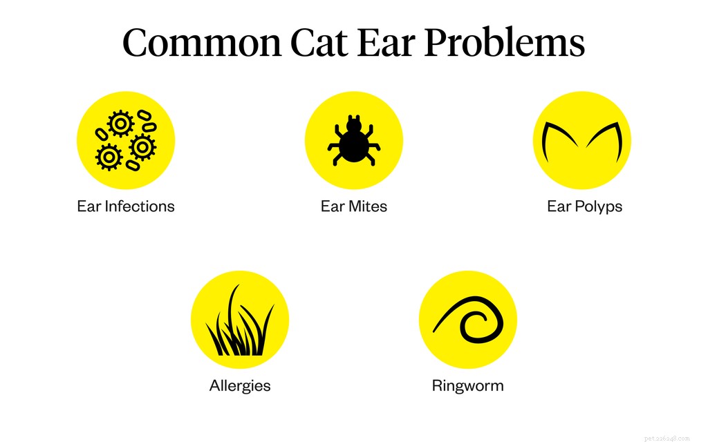 Problemi all orecchio di gatto:cause e trattamenti comuni