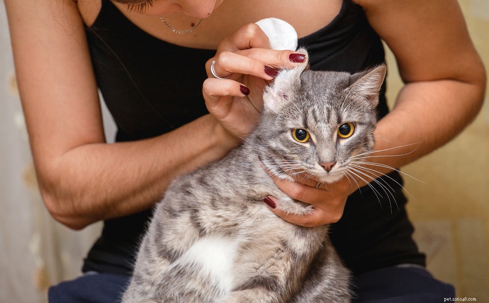 猫の耳の問題：一般的な原因と治療 