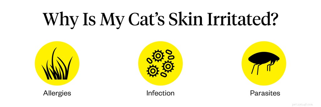 Irritation de la peau du chat :symptômes, causes et traitement