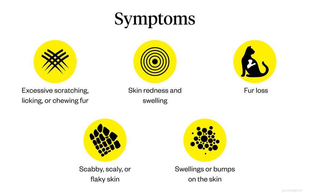 猫の皮膚の炎症：症状、原因、治療 