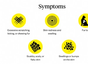 猫の皮膚の炎症：症状、原因、治療 